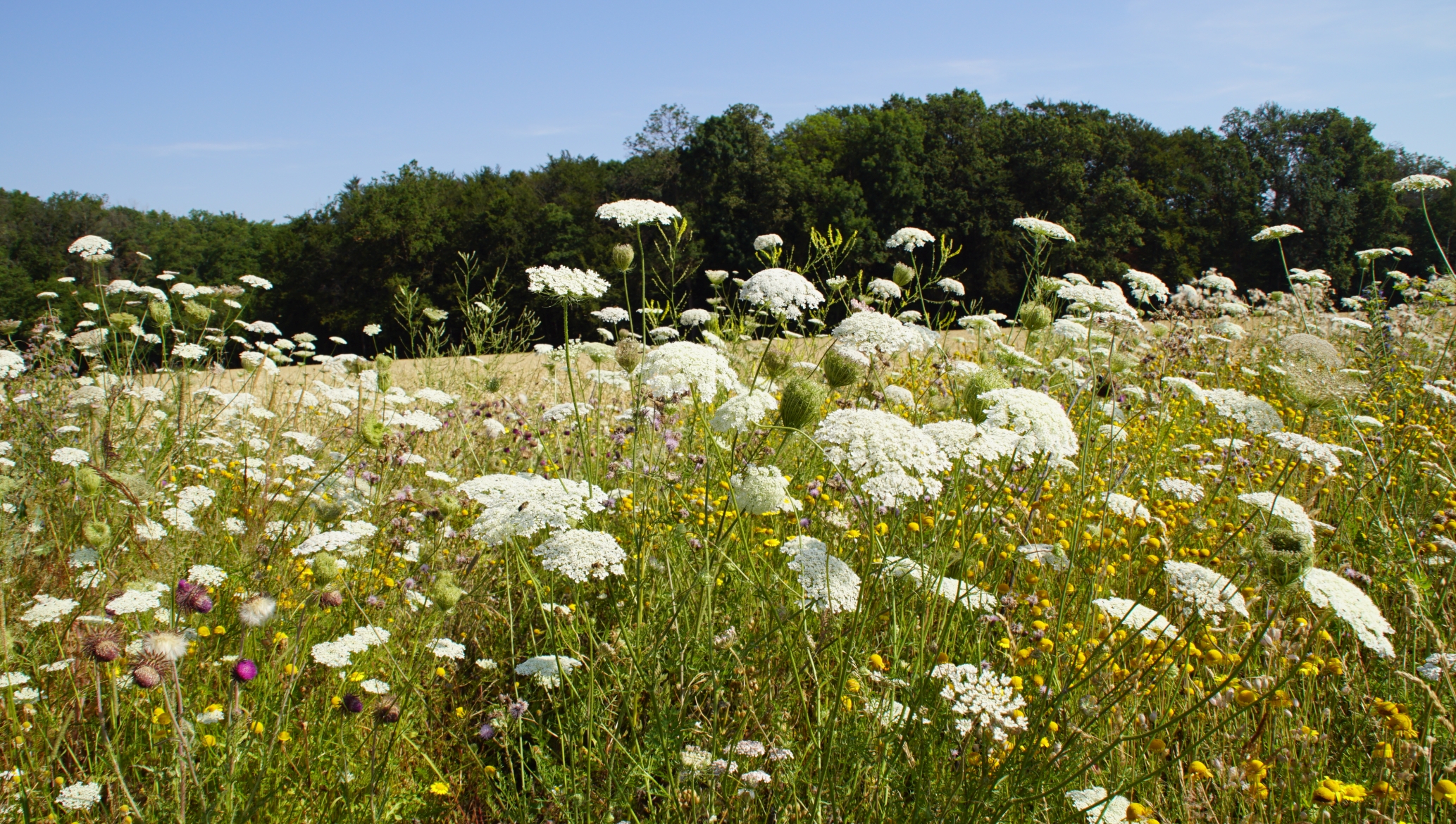 Georg-Wagner-Schule Künzelsau. Foto Olivier Schniepp. Fünf Schüler laufen über einen Schulhof.